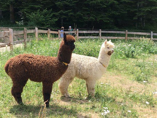 Malga Val dei Brenzi